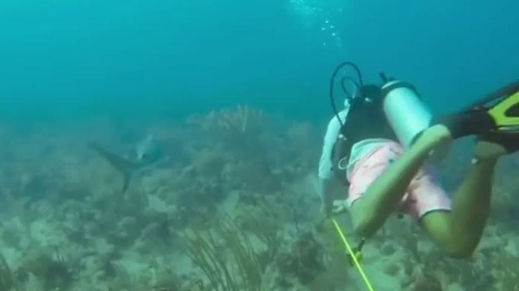  Viral video de buzos que llegaron hasta el epicentro de temblores en Gu&aacute;nica 