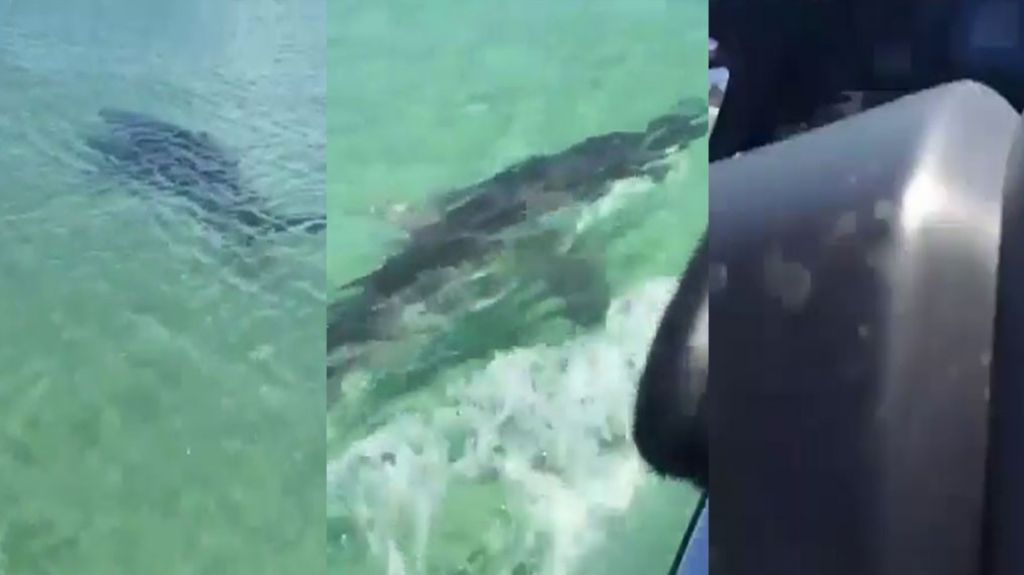  Video: Momento en que una ballena impacta un &ldquo;Jetski&rdquo; 