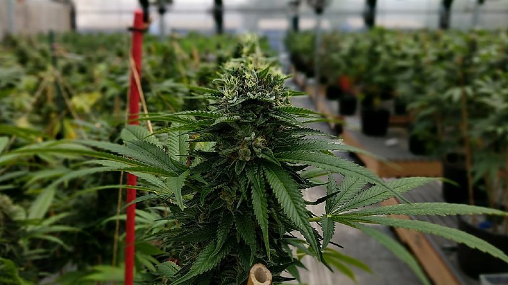  Advierten sobre crisis en la industria de cannabis medicinal en Puerto Rico 