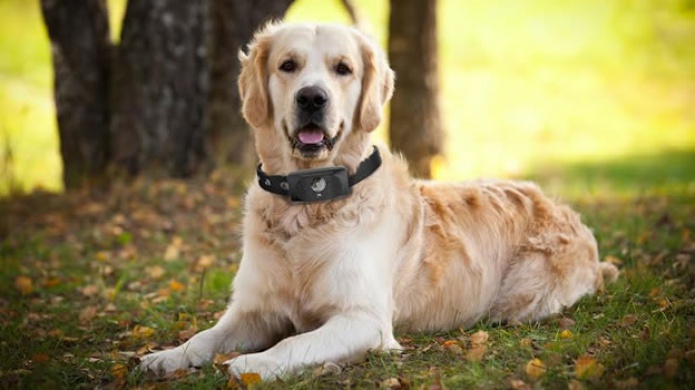 En el CES 2015 hay wearables hasta para los perros
