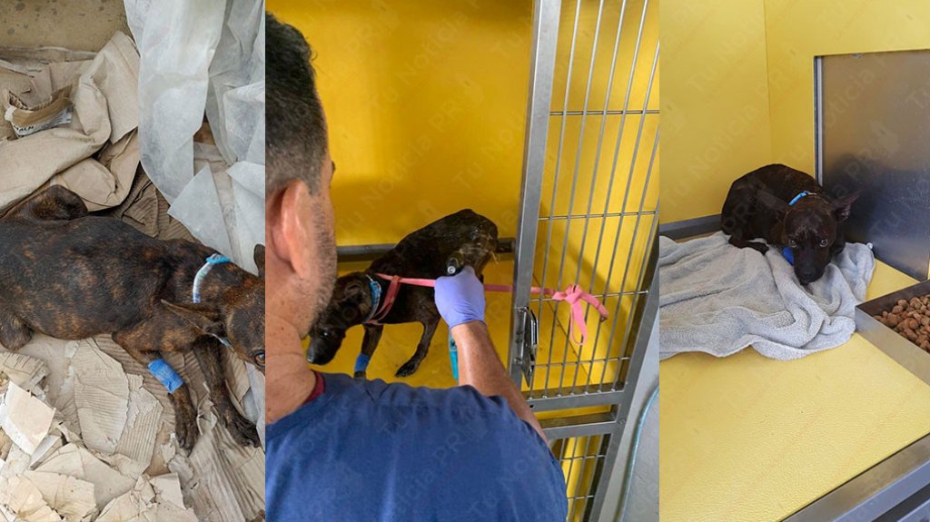  Mujer policía salva a perrita atropellada y descubre que tiene 7 crías en gestación 