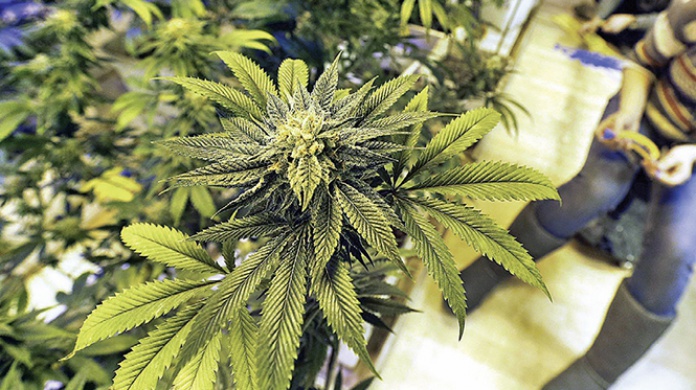 Abundan iniciativas pro marihuana en Estados Unidos