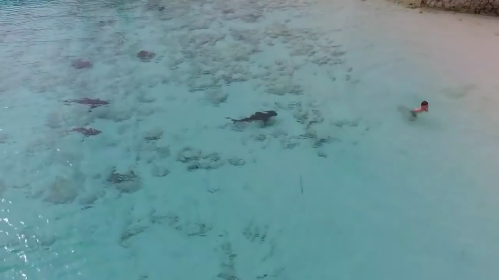  Video: &iexcl;Escalofriante! As&iacute; se salv&oacute; un ni&ntilde;o de ser devorado por feroces tiburones en Bahamas 
