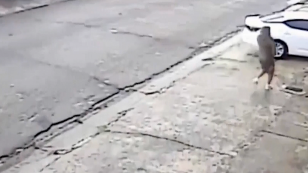  Video: C&aacute;maras de seguridad captaron los &ldquo;carjacking&rdquo; perpetrados por los dos arrestados esta ma&ntilde;ana en Caguas 