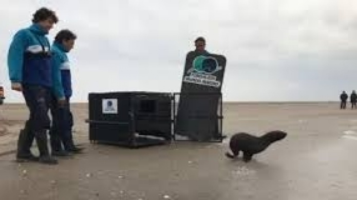 Video: Dos lobos marinos regresan al mar tras ser rescatados por fundaciÃ³n argentina 