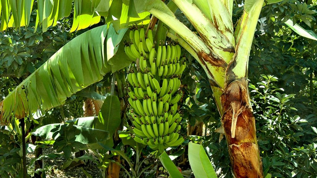  Se roban 13 racimos de pl&aacute;tanos en Naranjito 