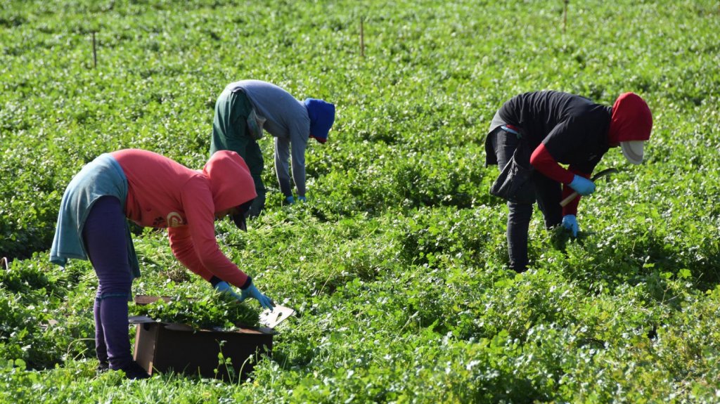  M&eacute;ndez N&uacute;&ntilde;ez propone otorgar como incentivo plan m&eacute;dico a empleados en la agricultura 