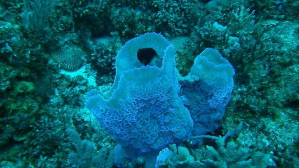  Secretario del DRNA firma orden administrativa para proteger corales de cientos de a&ntilde;os ante epidemia que podr&iacute;a matarlos 