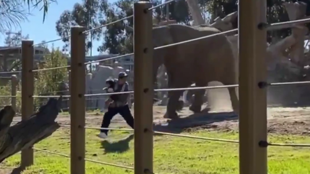  VIDEO: Entra en el recinto de elefantes con su hija de 2 años y la deja caer mientras salía corriendo. 