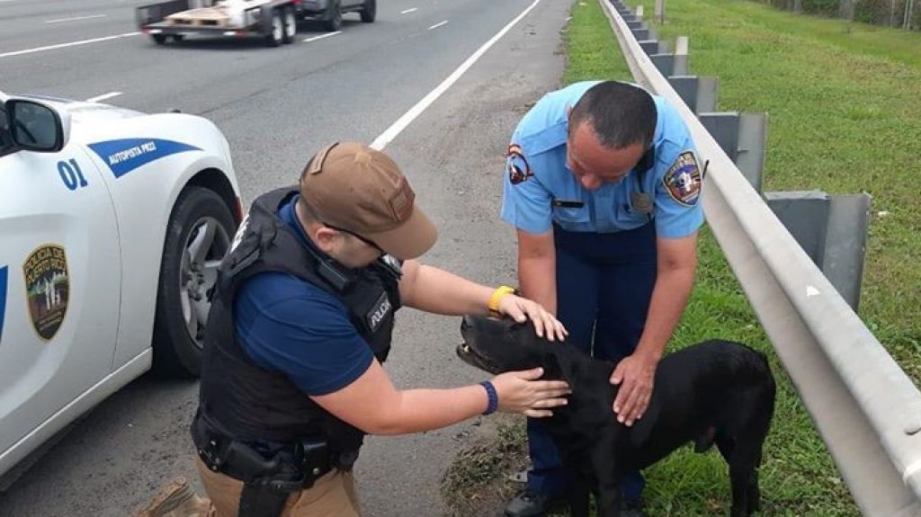  Fotos: Polic&iacute;as rescatan un perrito en medio del expreso 22 de Bayam&oacute;n 
