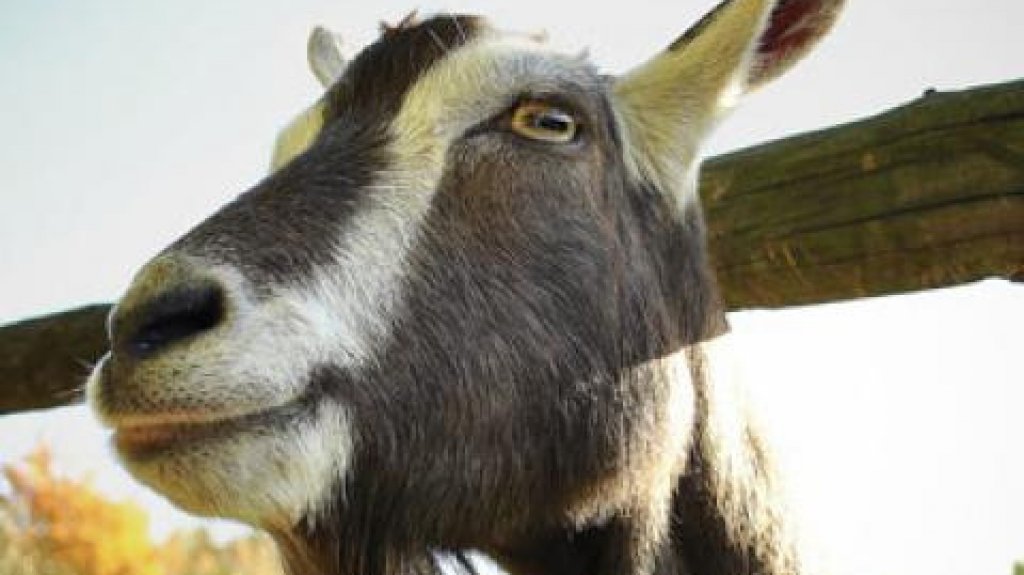  Se roban 4 cabras en Can&oacute;vanas 