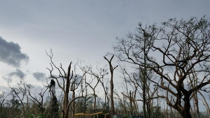 Solicitan ayuda de voluntarios para restaurar el JardÃ­n BotÃ¡nico de la UPR