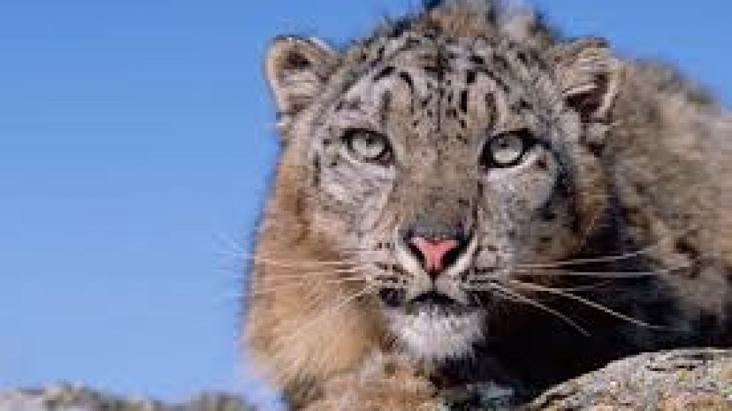  V&iacute;deo viral: Sacan a un leopardo de un cuarto de lavander&iacute;a a las afueras de Johannesburgo 