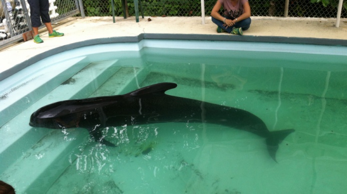 Rescatan Ballena Piloto Varada en Playa de MayagÃ¼ez