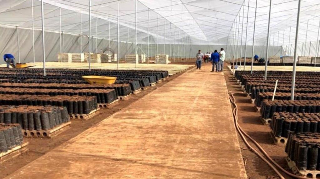  Agricultura inicia siembra de caf&eacute; donado por The Starbucks Foundation 