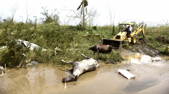 RossellÃ³ Nevares confirma 10 casos de leptospirosis y cuatro muertes que podrÃ­an estar asociadas a la enfermedad