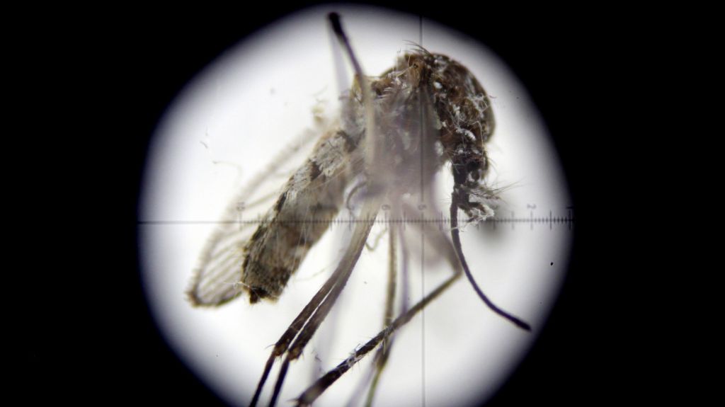  Autoridades de EEUU retiran la advertencia por zika para visitantes de Puerto Rico 