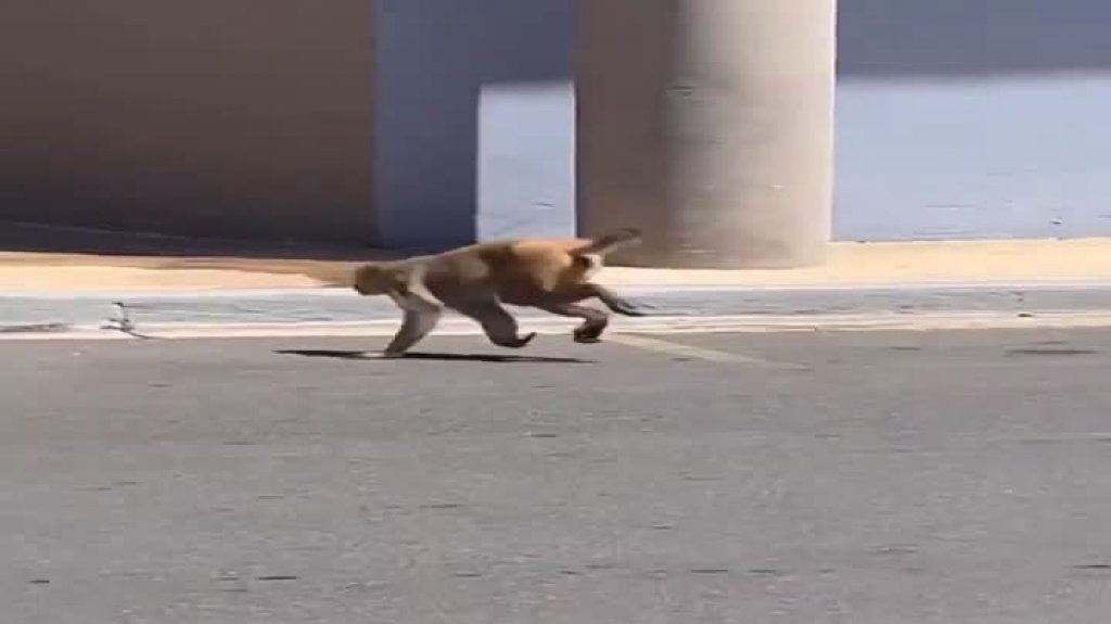  Video: Corre y Corre en Bayamón, mono provoca desalojen un edificio 