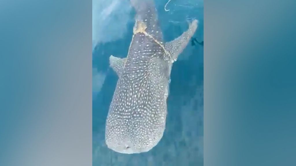  VIDEO: Un tibur&oacute;n ballena se acerca al bote de unos pescadores y estos deciden arriesgar su vida tras entender qu&eacute; era lo que quer&iacute;a 