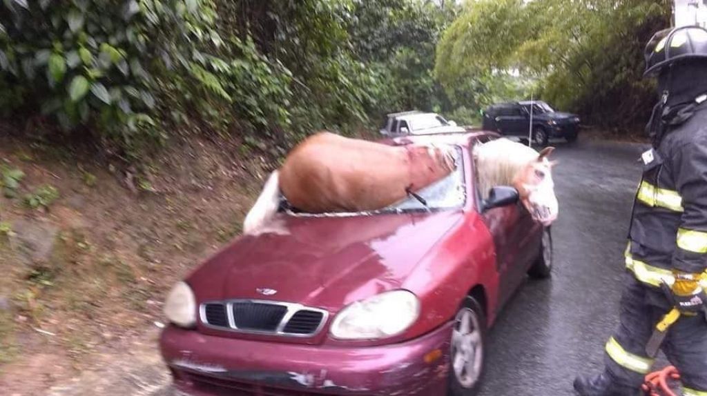  Fotos: Un caballo queda dentro de un auto en un accidente en Guaynabo 