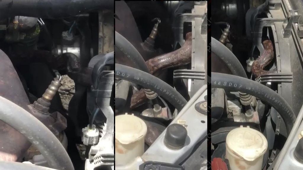  Video: Boricuas encuentran tremenda serpiente en el motor de su auto 