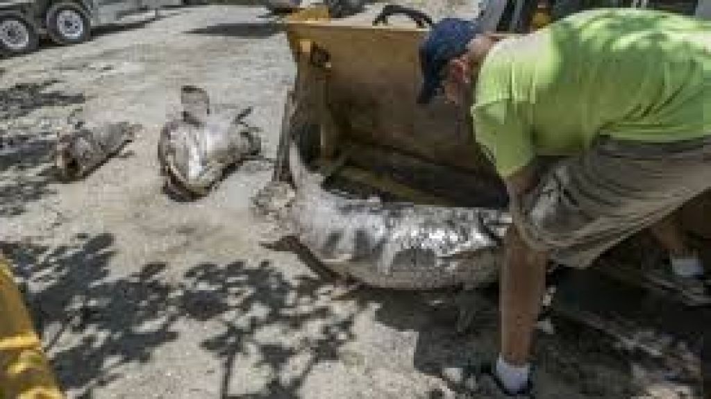  Atribuyen a la contaminaci&oacute;n mortandad de peces en el lago de Cidra 