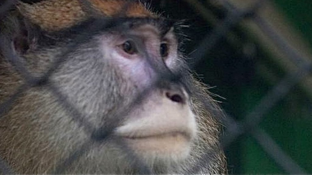  DRNA atrapa veloz mono que destru&iacute;a cosechas 