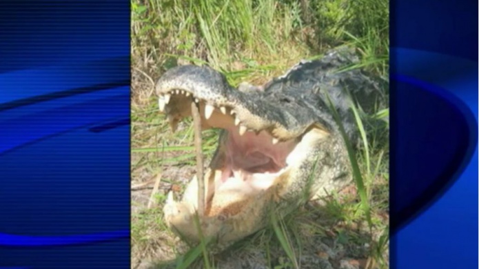 Hombre que pretendÃ­a robar unas casas muriÃ³ tras un ataque de caimÃ¡n