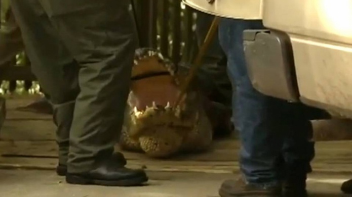 Hombre muere por ataque de caimÃ¡n en Florida