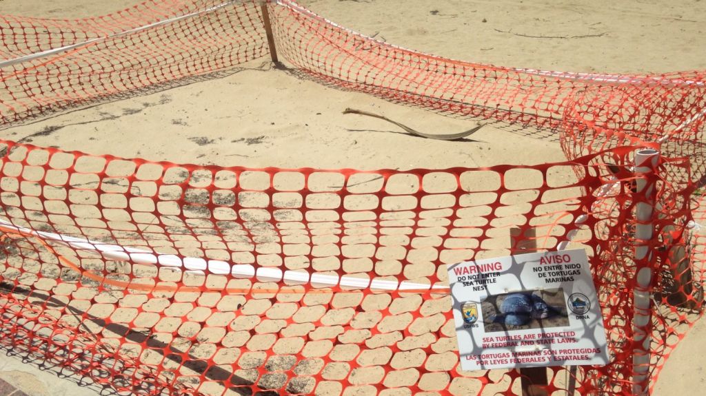  Hasta la fecha han eclosionado un 35% de los nidos de t&oacute;rtuga la&uacute;d en Puerto Rico 