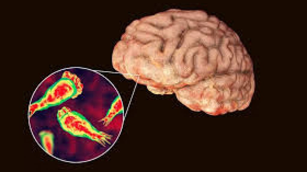  Advierten que la bacteria “comecerebros” puede migrar hacia estados de clima más frío debido al cambio climático 