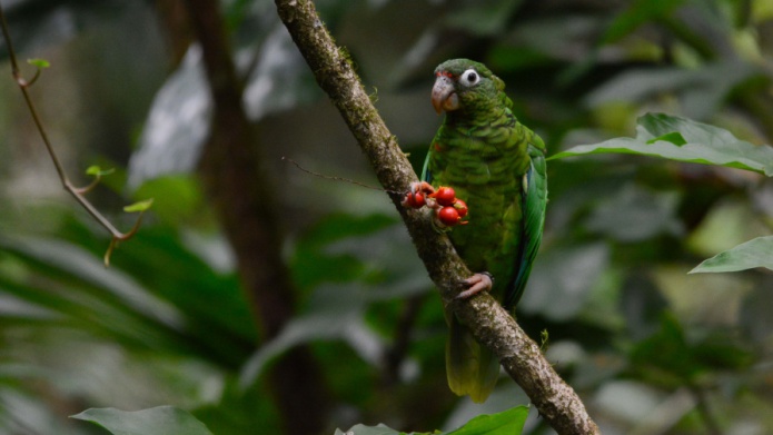 DRNA libera 15 cotorras puertorriqueÃ±as a la vida silvestre