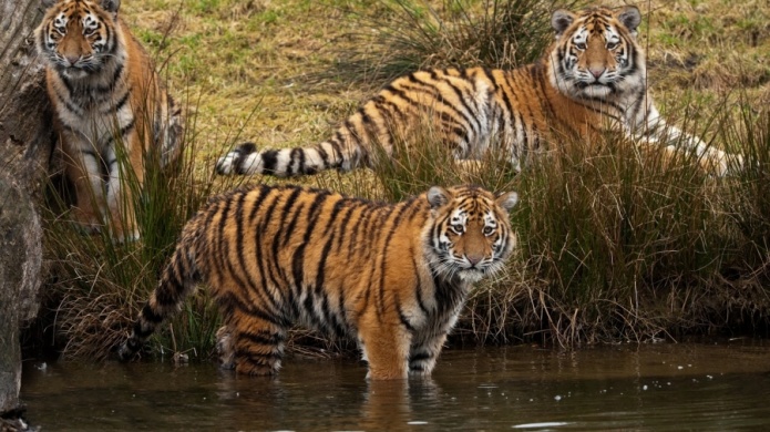 Arrestan en Nevada a una mujer que tenÃ­a 3 tigres en casa