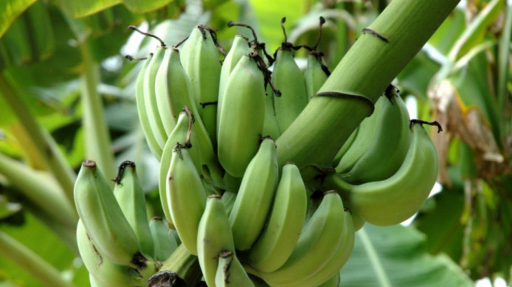  Agricultores podr&aacute;n asegurar nuevamente sus fincas ante la cercan&iacute;a de la temporada de ciclones 