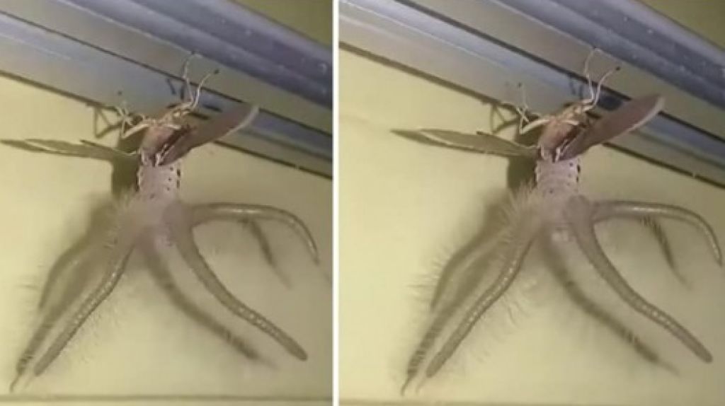  Hombre capta en video una &ldquo;Ara&ntilde;a&rdquo; con dos alas y cuatro tent&aacute;culos 