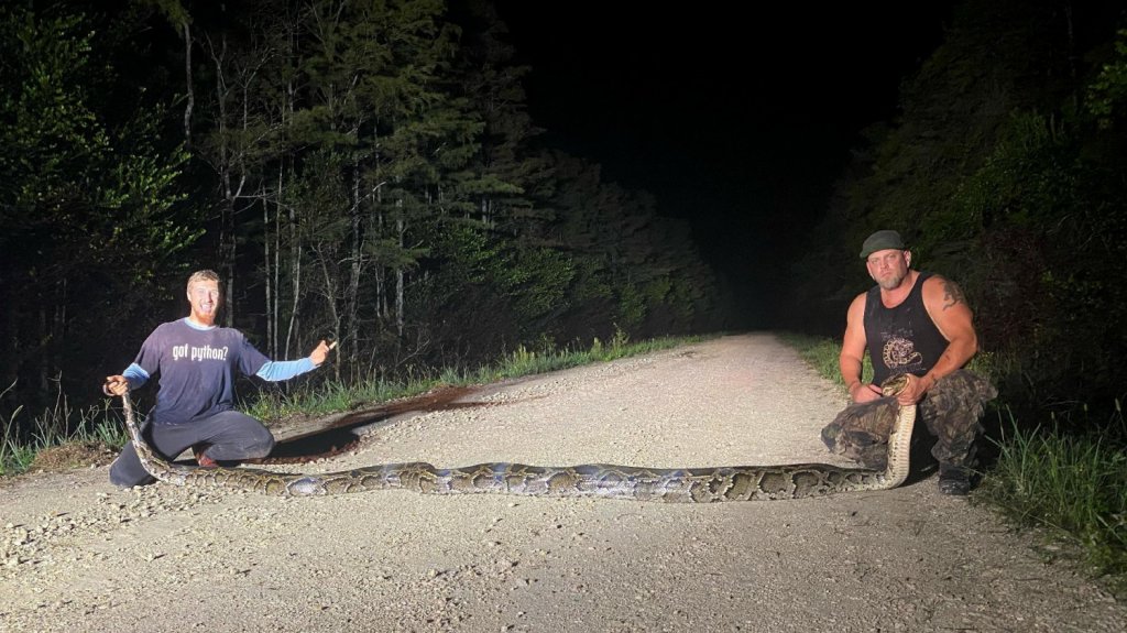  Capturan pit&oacute;n de m&aacute;s de 6,1 metros de largo a 56 kil&oacute;metros de Miami 