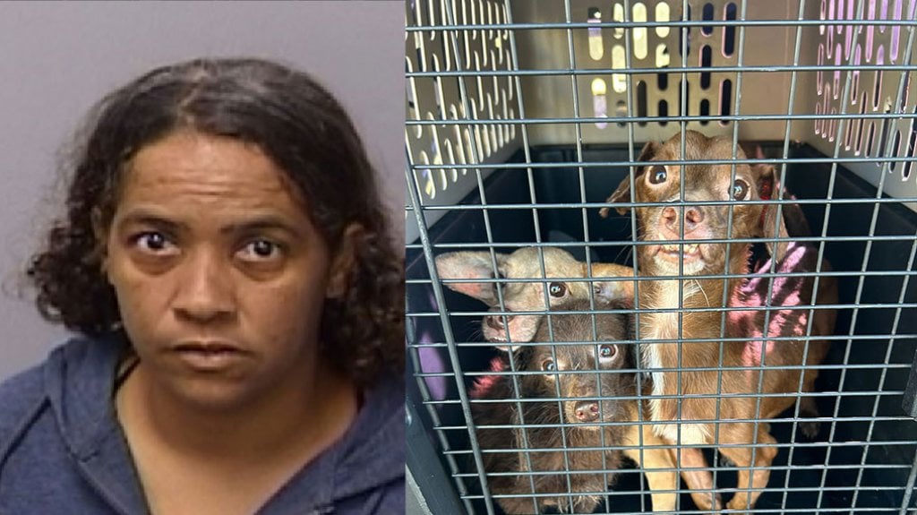  A la cárcel mujer de Coamo por maltratar 3 perritos 