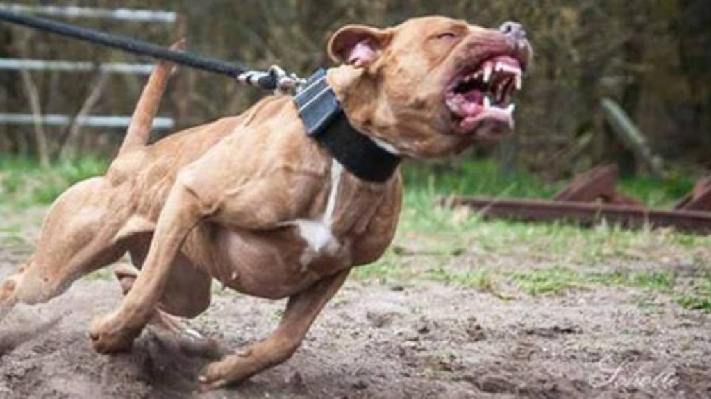  Grave mujer atacada por un pitbull en urbanizaci&oacute;n de Ponce 