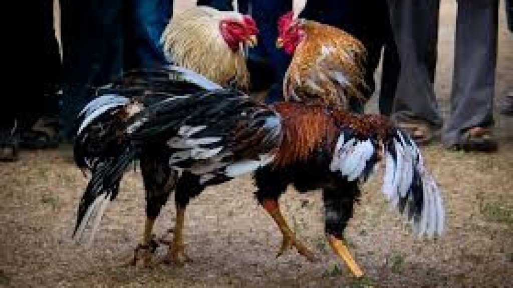  Grupos de bienestar animal exigen el cese inmediato de las peleas de gallos en la isla 