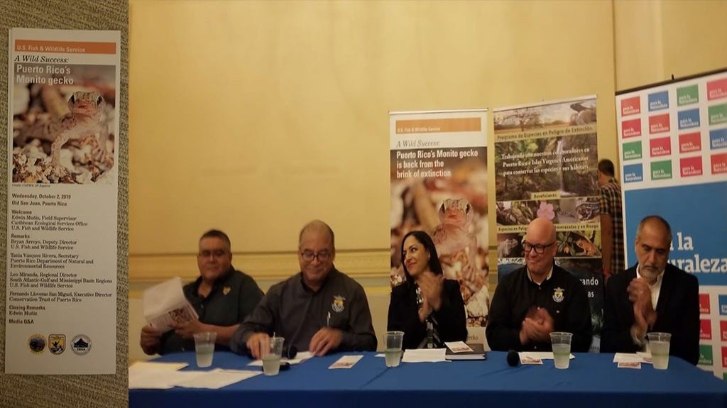  El gecko sale de la lista de animales en peligro de extinci&oacute;n de la isla 