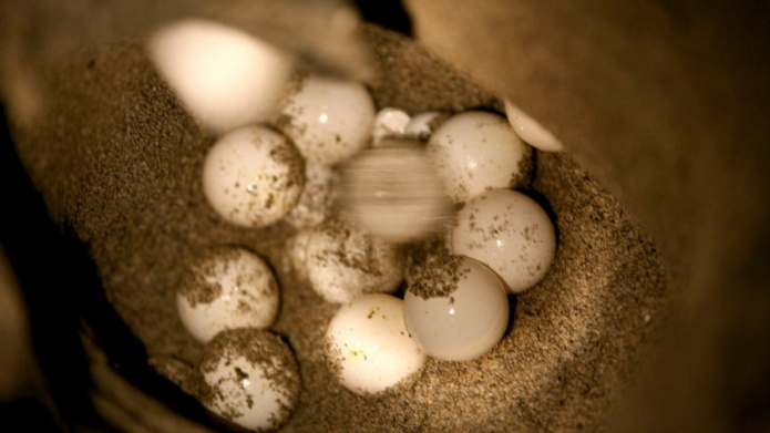 Arrestan a dos hombres por robar 469 huevos de tortuga en playa de Florida