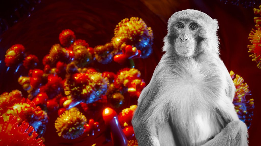  Reportan otros tres casos de viruela del mono en la isla, por lo que Salud apura proceso de vacunación 