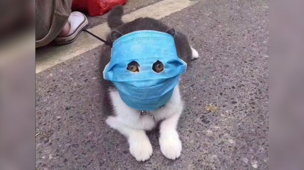  FOTOS: Hasta las mascotas llevan mascarillas en China al tratar sus due&ntilde;os de protegerlos del coronavirus 