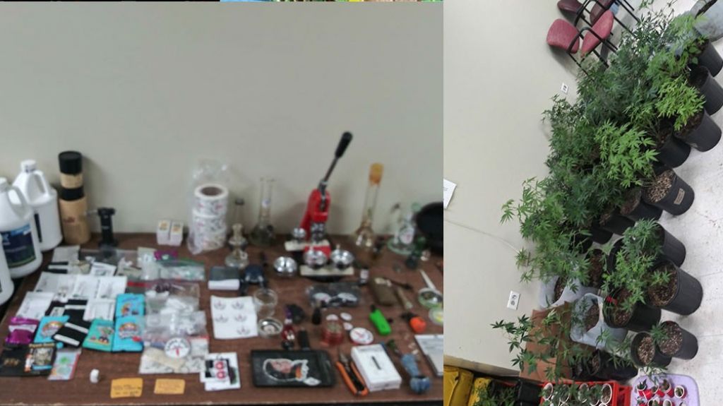 Arrestan a un hombre al ocuparle matas de marihuana durante allanamiento en Mayag&uuml;ez 