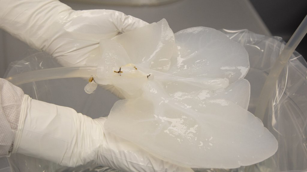  Construyen hígados humanos a partir de cerdos en una búsqueda para aliviar la escasez de órganos 