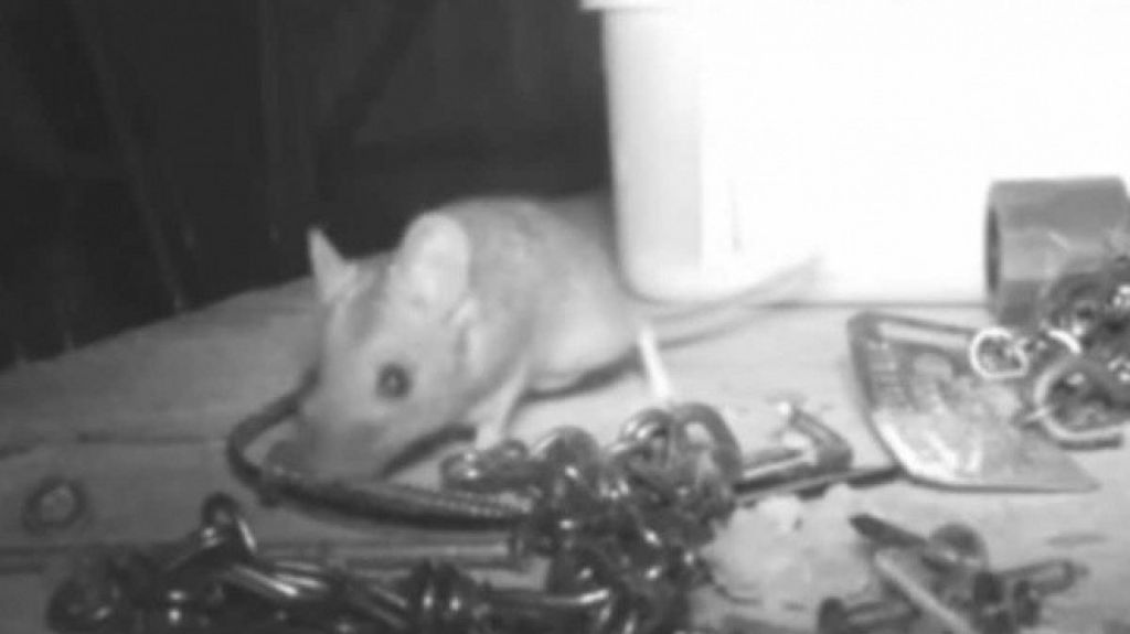  &iquest;Ratatouille? Captan a ratoncito limpiando y ordenando taller 