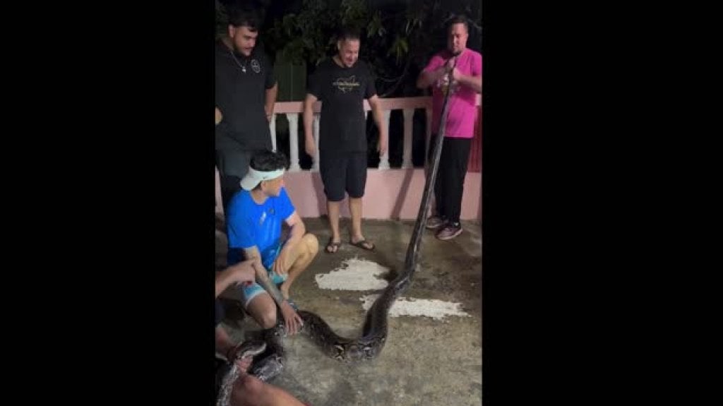  Video: Capturan la serpiente más grande hasta el momento en PR 