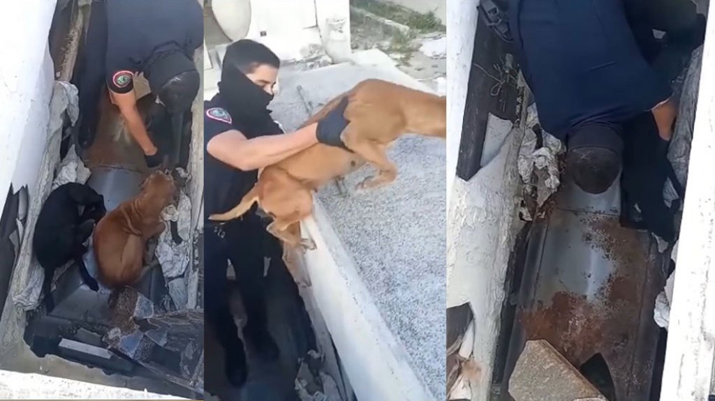  Video: Polic&iacute;as municipales de Carolina rescatan dos perros qe cayeron en una tumba del cementerio 