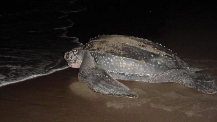 Baja el nÃºmero de nidos de tortuga tinglar pero hay mÃ¡s eclosiones