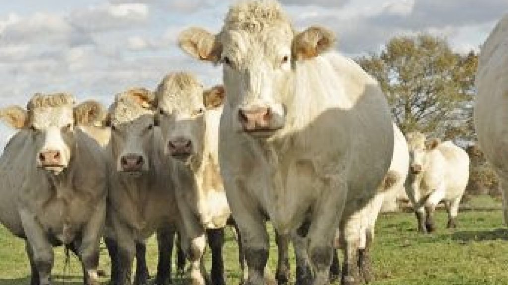  Roban ganado en Las Piedras 